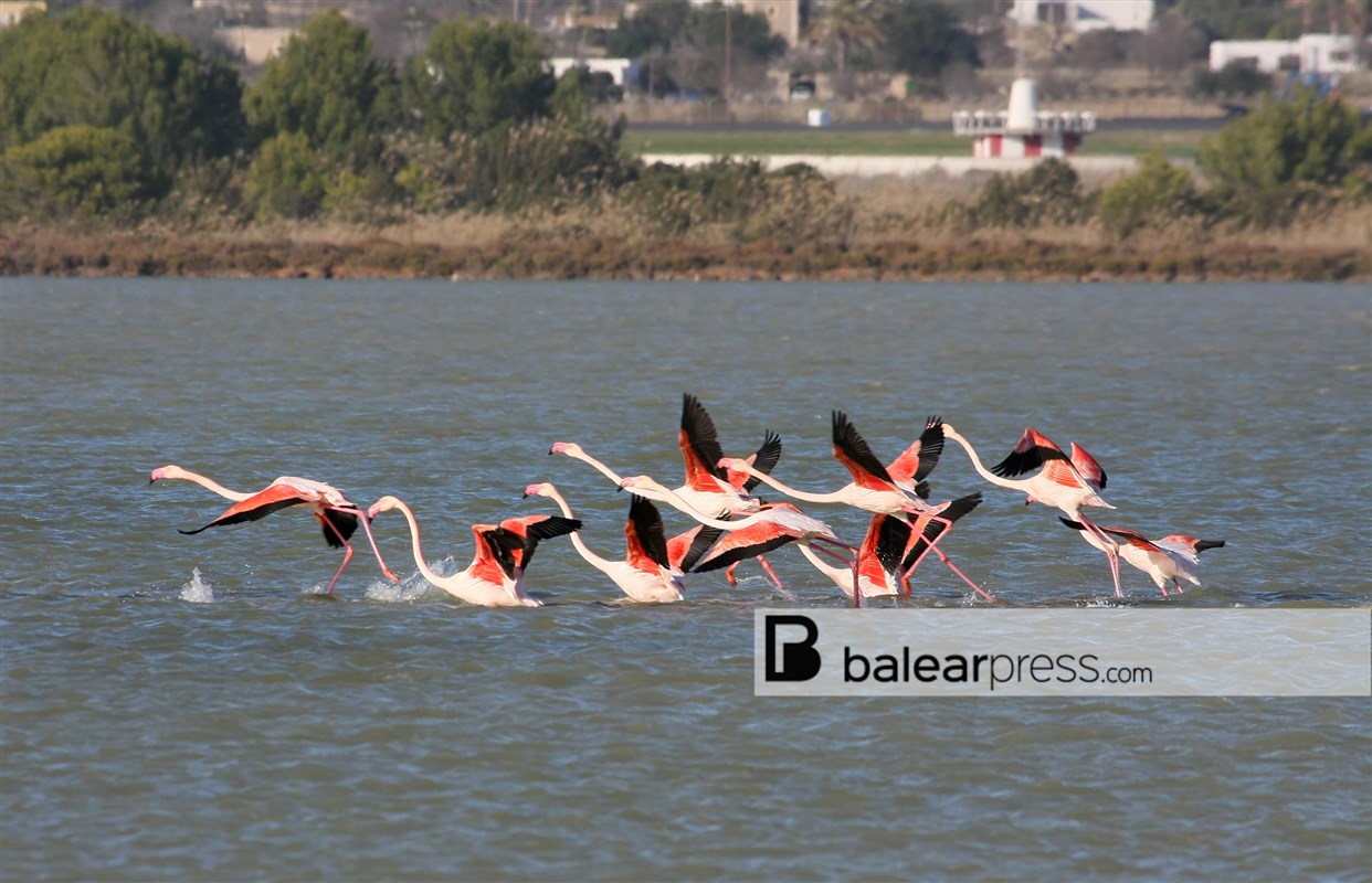 Flamingos Ibiza, Balearen