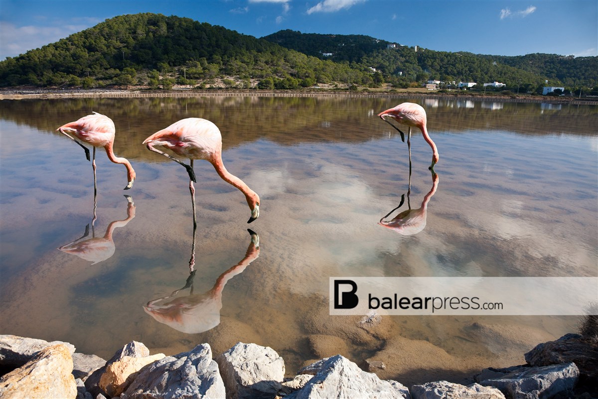 Flamingos Ibiza, Balearen